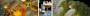 138143328109962_BLACK-AMBER-AND-CITRUS