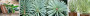 142081813127913_EVERGREEN